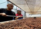 Panas Bumi Kamojang, Sumber Energi Listrik dan Kopi Unggul Jabar